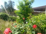 طبیعت بهار